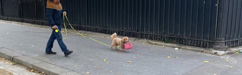 カバンを咥えた犬